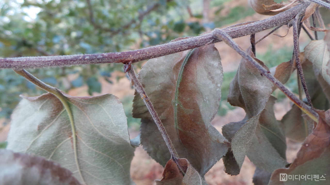 과수화상병 사과나무 잎 증상-농진청