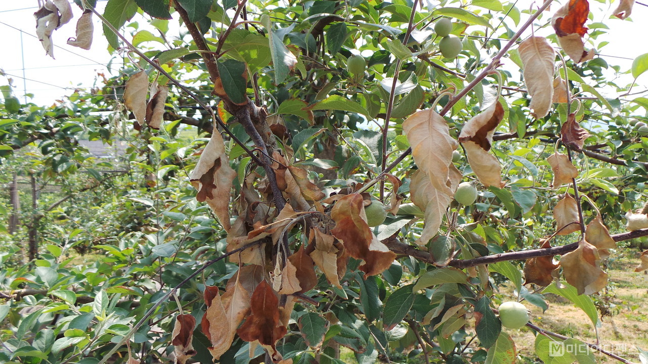 과수화상병 사과나무 잎 증상3-농진청