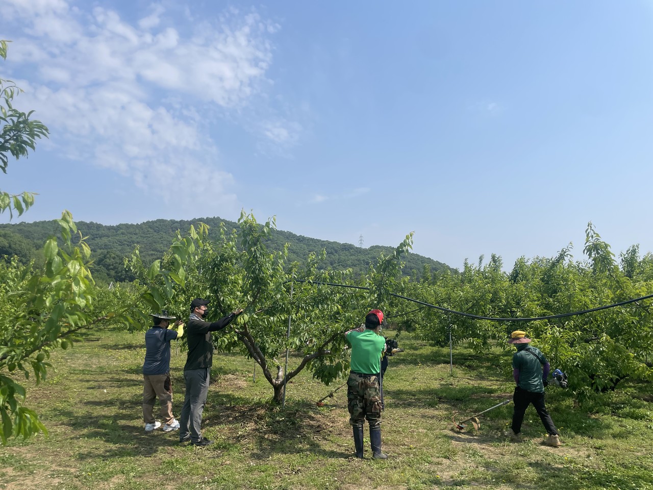 김천시 건축디자인과는 본격적인 영농철을 맞아 18일 개령면 소재의 자두 재배농가를 방문하여 농촌일손돕기를 실시했다.