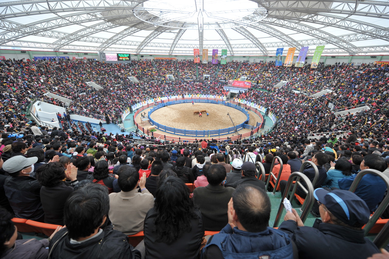 4월 14일부터 16일까지 열리는 ‘청도소싸움축제’가 4년만에 열린다.