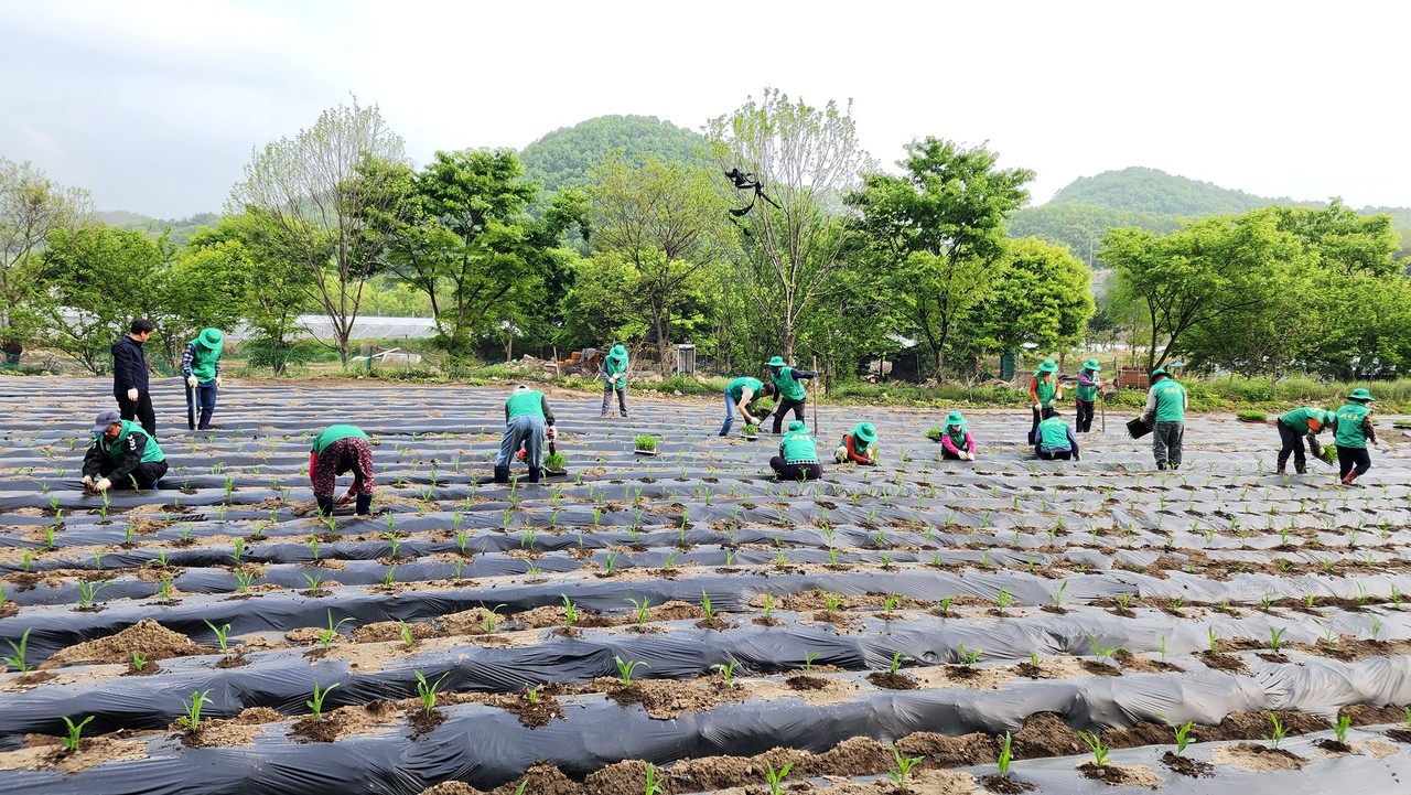향천리에 있는 행복텃밭에서 새마을지도자협의회와 새마을부녀회 회원 40여 명이 참여하여 옥수수 모종 식재 작업을 실시했다.