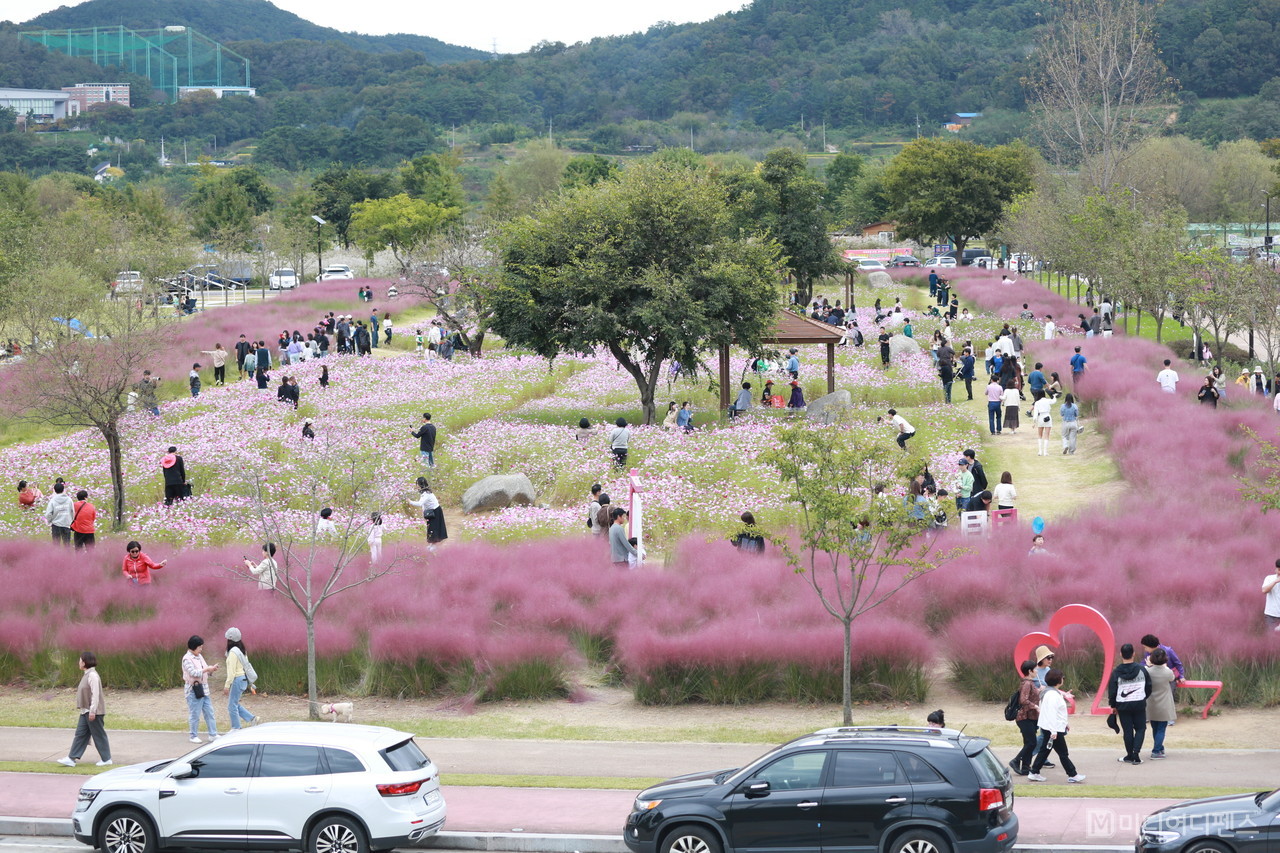 구미낙동강 체육공원 코스모스와 핑크뮬리가 조화를 만들어내면서 시민들의 발걸음이 이어지고 있다.